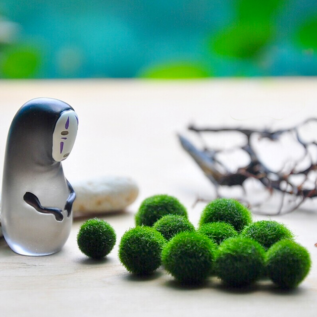 北海道marimo海藻球