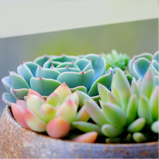多肉植物大集合