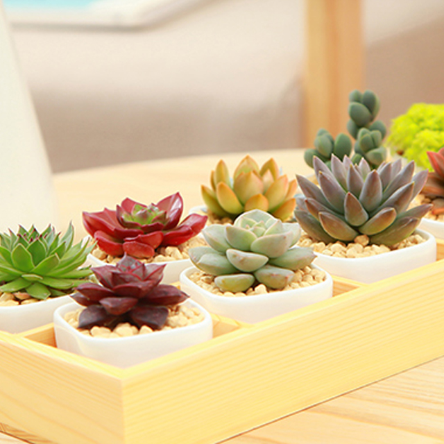 MMH 多肉植物组合盆栽