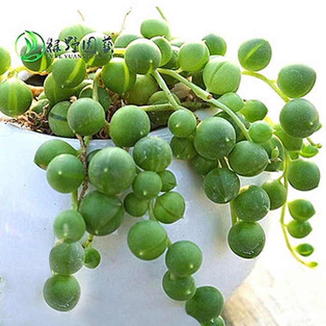 24款多肉防辐射盆栽