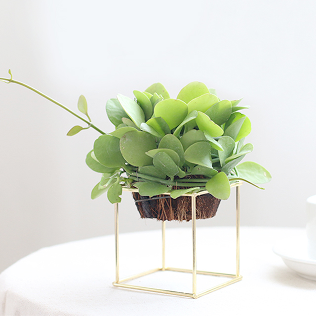 无土空气凤梨  送底座