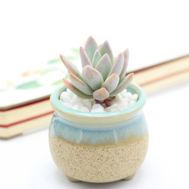 含陶瓷盆多肉小盆景
