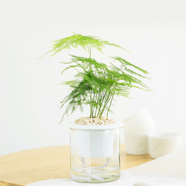 文竹绿色植物小盆栽