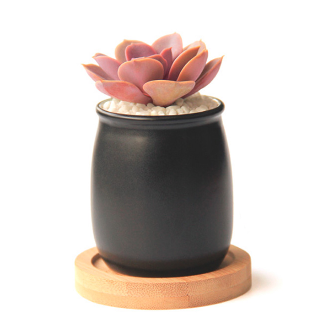 新奇花卉多肉植物盆栽