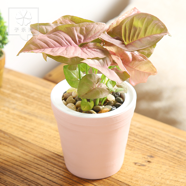 室内绿植水培小盆栽