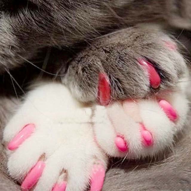 宠物指甲套猫咪指甲套防抓