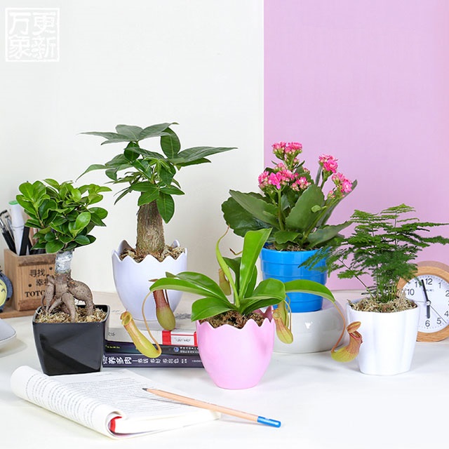 万象更新花卉盆栽室内绿植