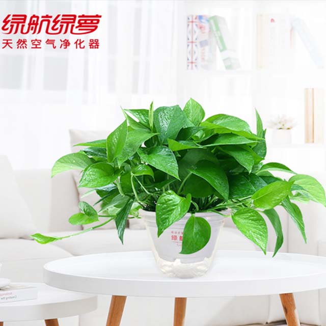 绿航绿萝盆栽绿箩花卉