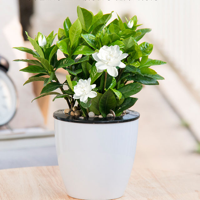 栀子花发财树绿植