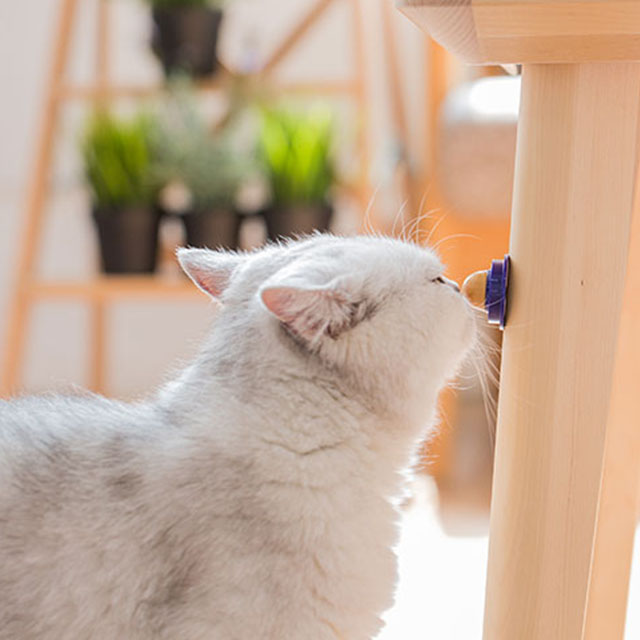 抖音网红猫糖舔舔乐糖