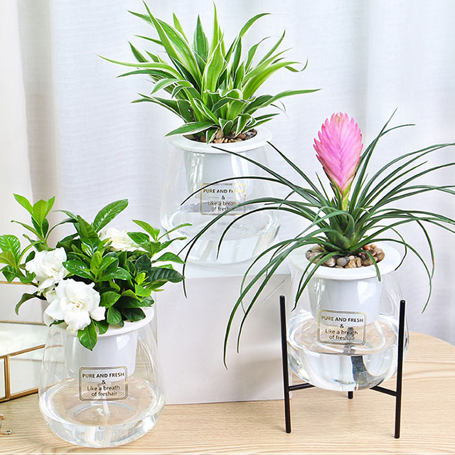 长寿花栀子花花卉观花植物