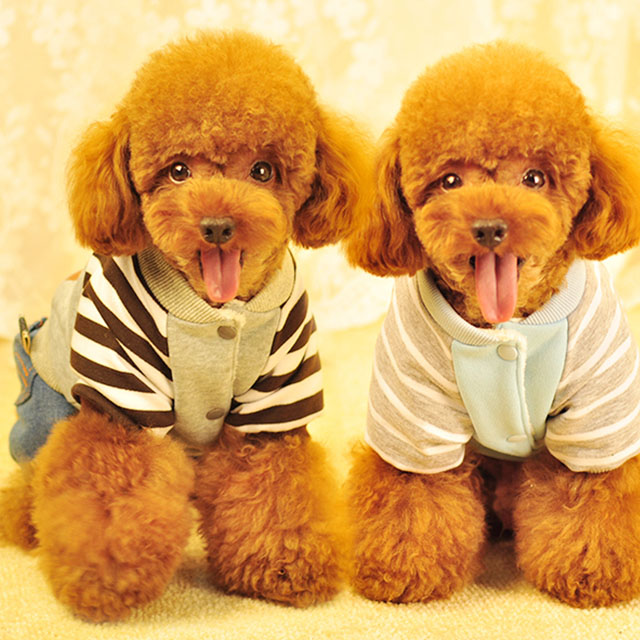 狗狗衣服秋冬泰迪四脚衣