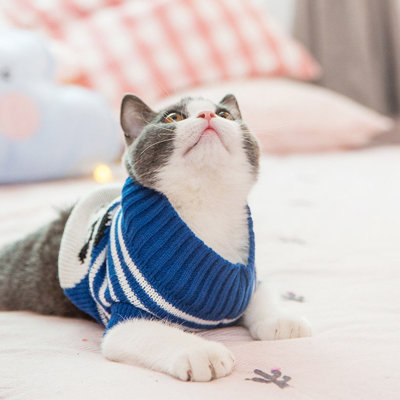可爱小猫宠物毛衣