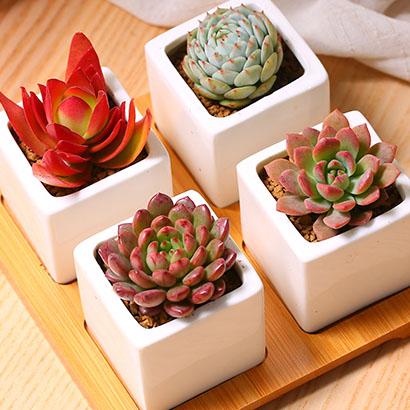 MMH多肉植物组合盆栽