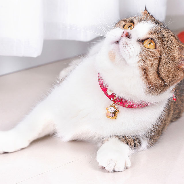 猫咪项圈猫圈猫项圈