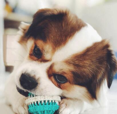 狗狗玩具球耐咬弹力球