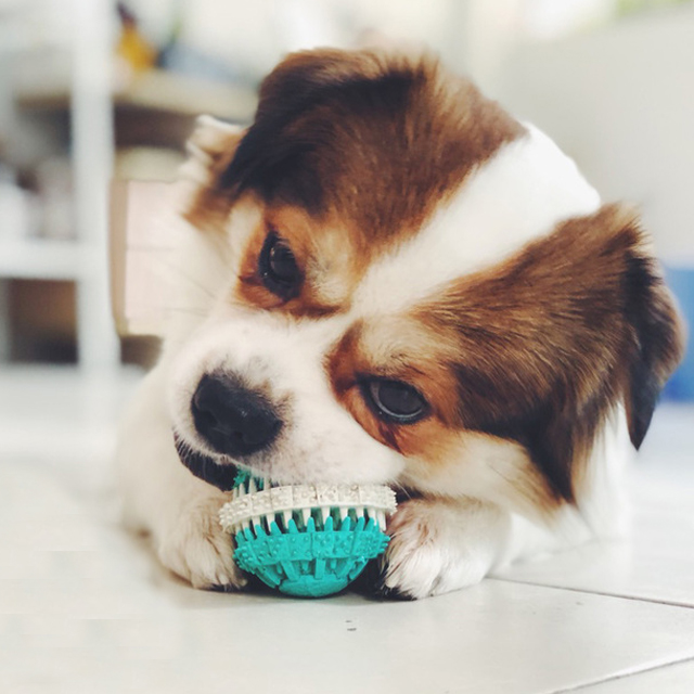 狗狗玩具球磨牙棒耐咬