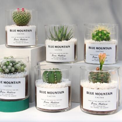 仙人球小盆栽多肉植物