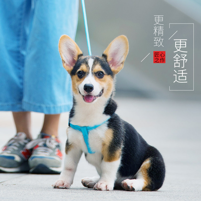 狗狗牵引绳狗链子