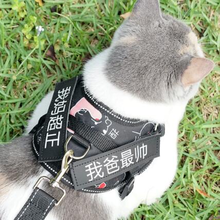 猫咪牵引绳遛猫绳防挣脱外出专用